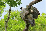 Harpy Eagle